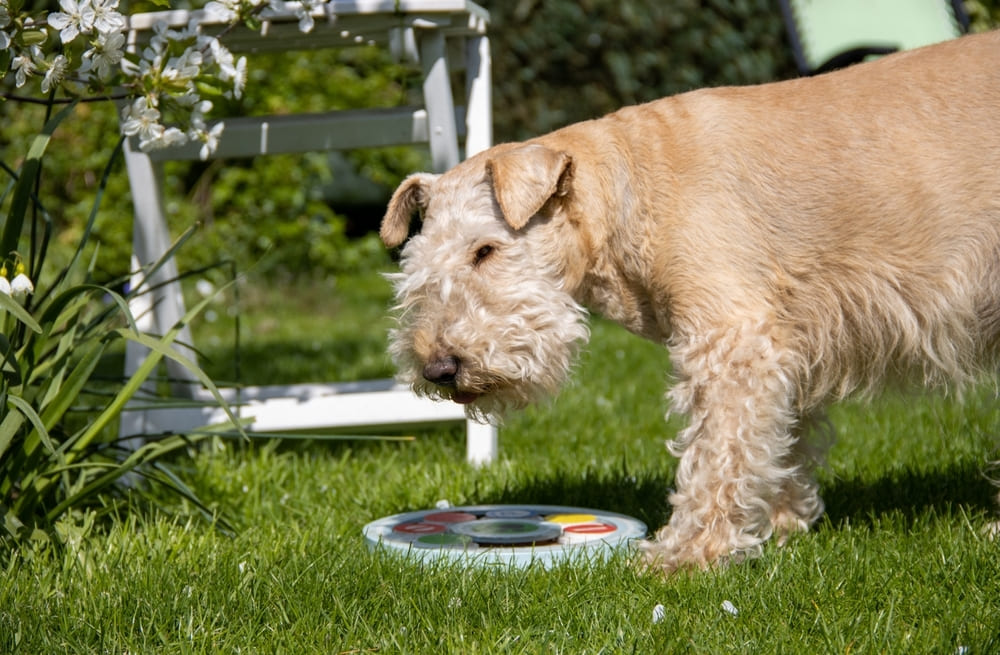 Лейкленд-терьер играет в саду