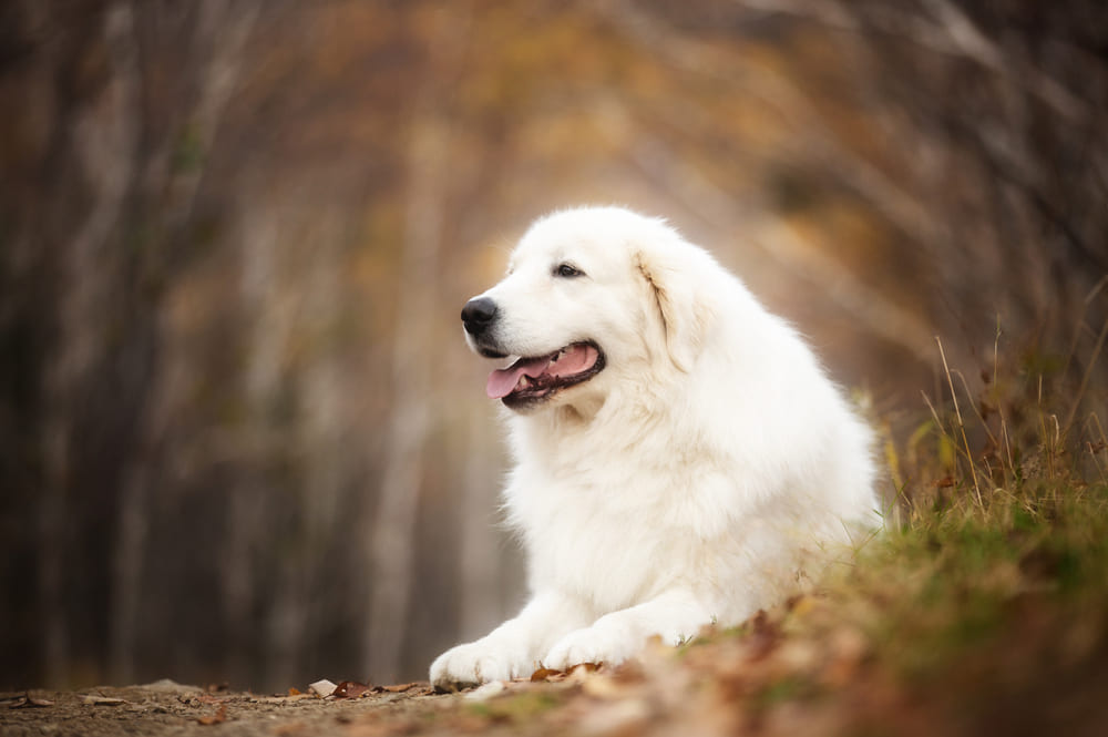 Это красивая маремма-абруццкая овчарка