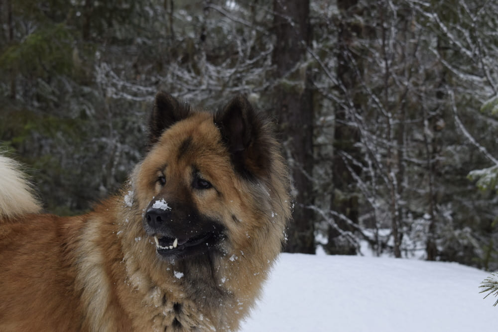 Это собака евразиер
