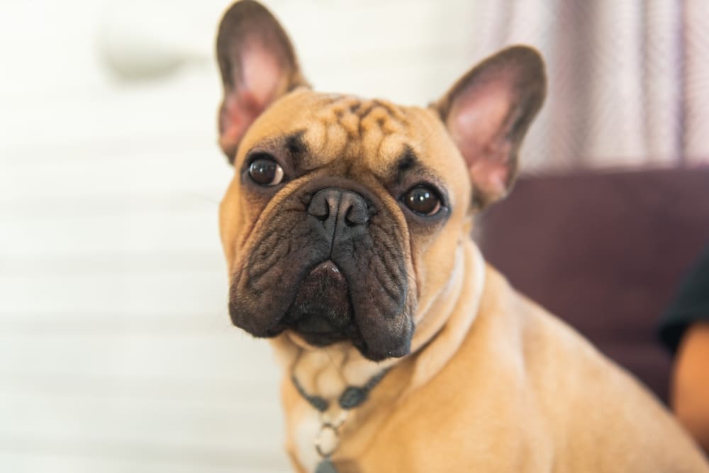 Французский бульдог светлого окраса