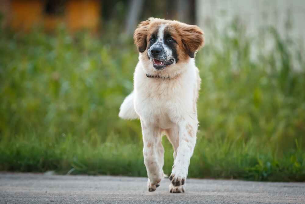 Московская сторожевая бежит