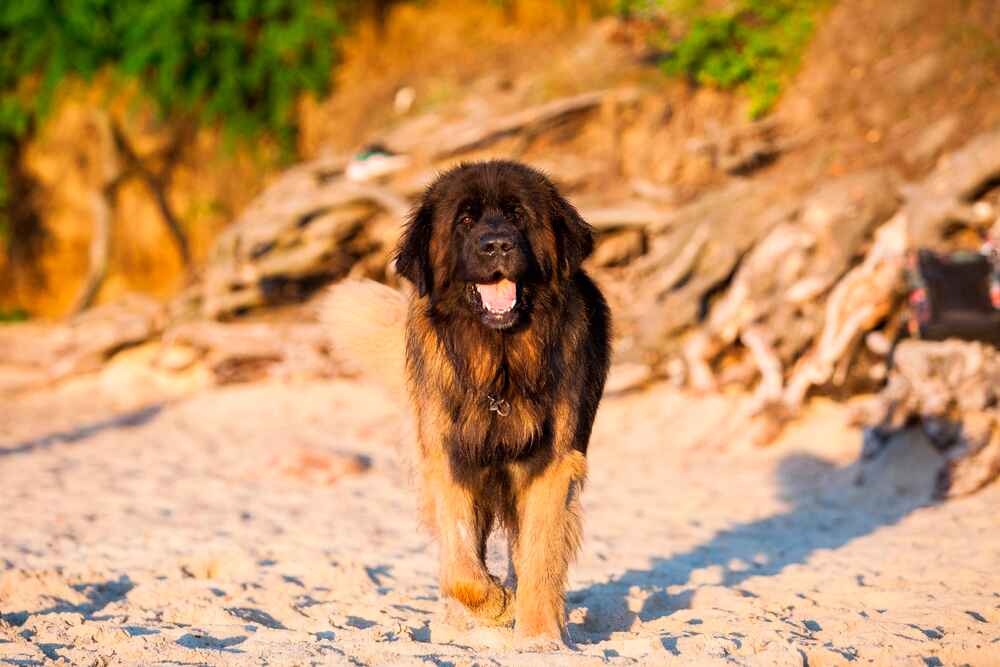 Собака леон бергер