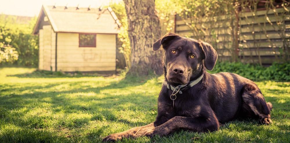 10 маленьких пород собак для жизни в квартире: умные, добрые, домашние