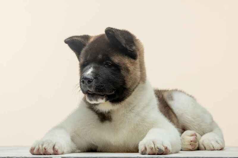 Очень серьезный щенок американской акиты