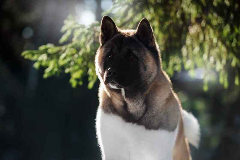 Портрет американской акиты