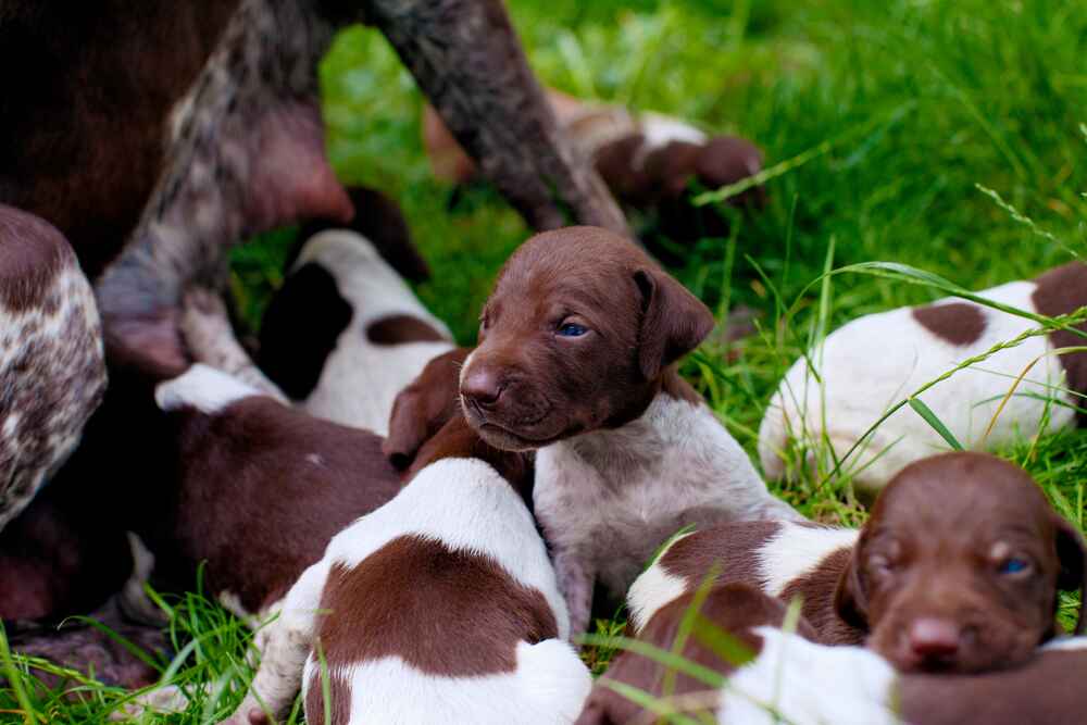 Изображениe — Щенки курцхааров Щенки курцхааров