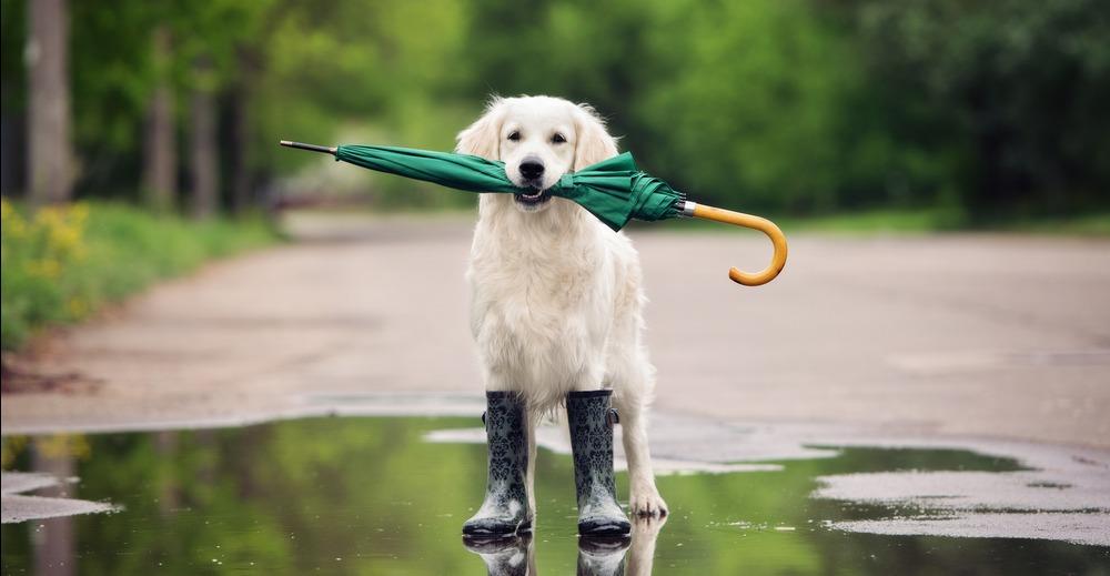 Как выгуливать щенка или собаку в дождь