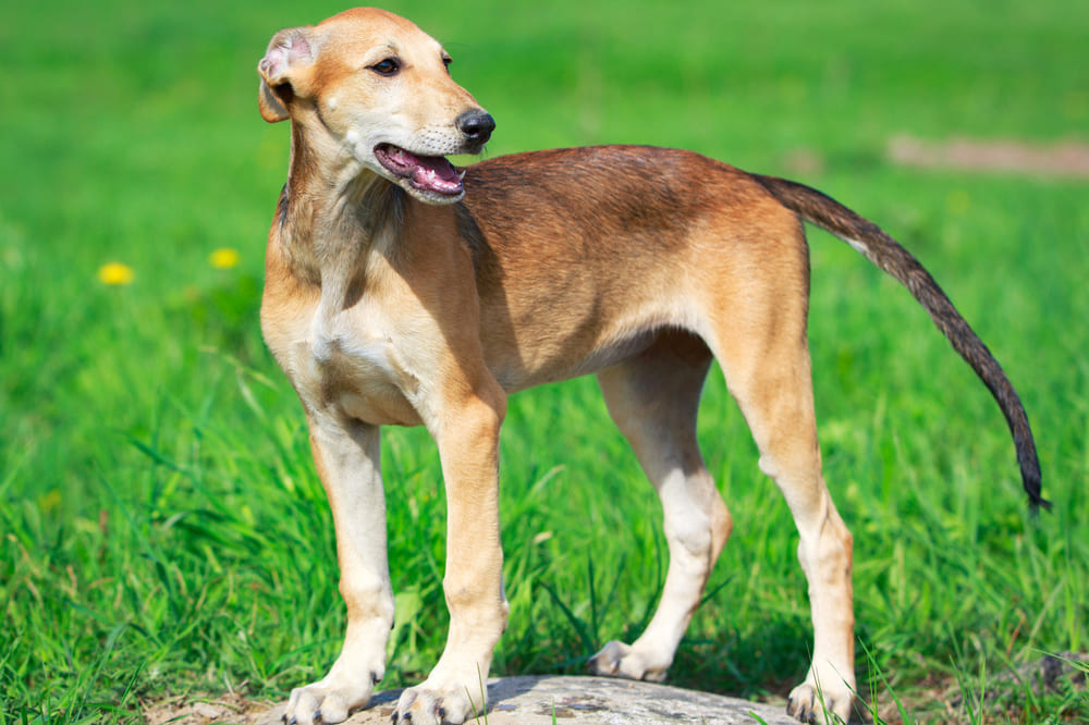 Щенок хортой