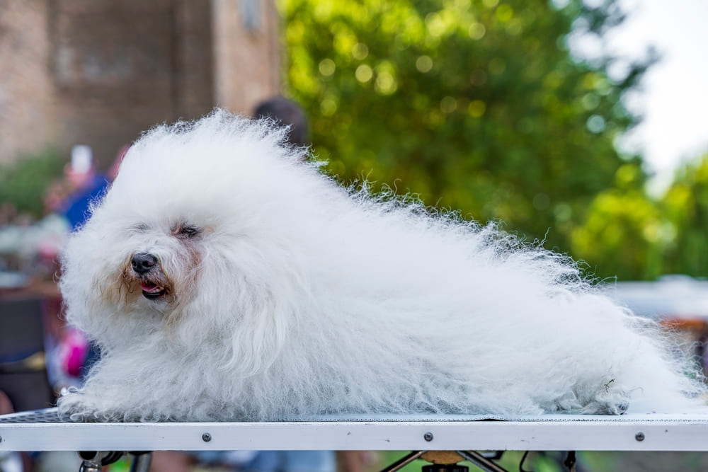 Это порода собак болоньез