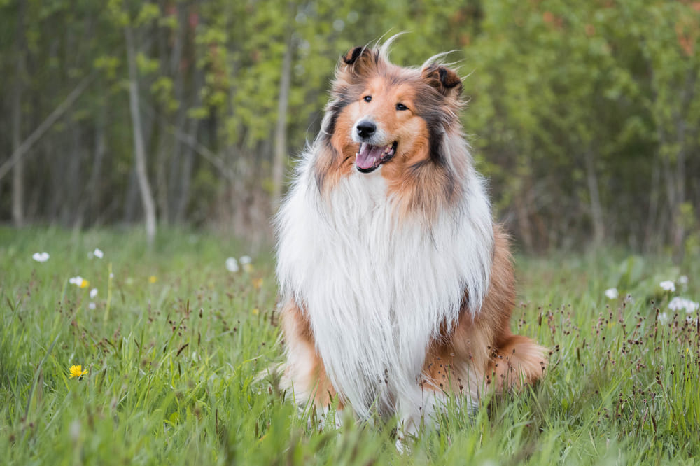 Вислоухая шотландская собака