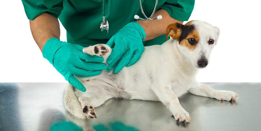 Болезнь Легга-Кальве-Пертеса у собак и ее лечение