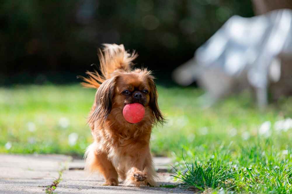 Тибетский спаниель играет