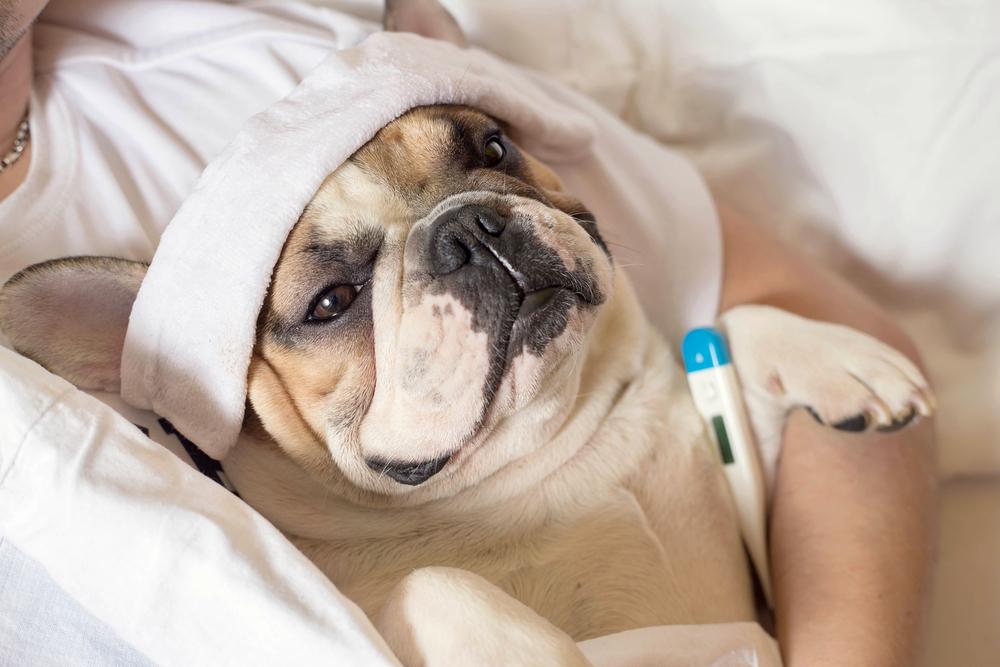 Нормальная температура у собак мелких, средних и крупных пород