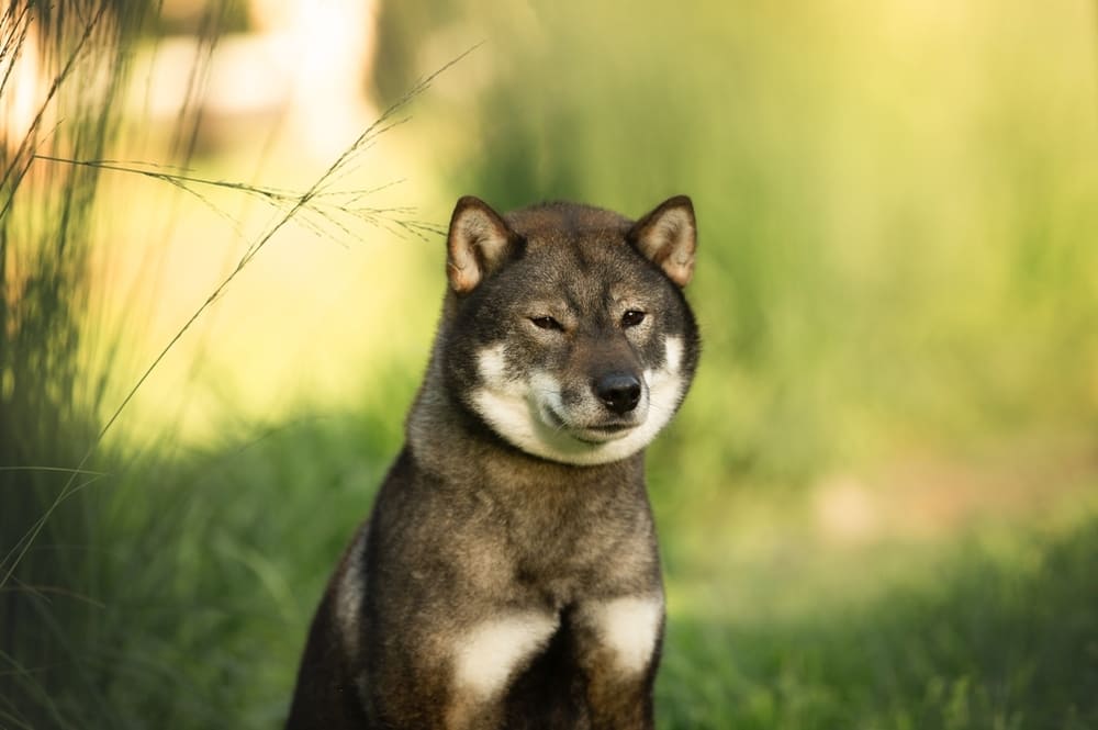 Японская порода шикоку