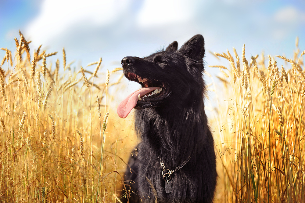 Черный «немец» в поле