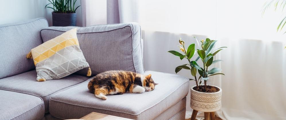 Самые неприхотливые породы кошек: для квартиры и дома
