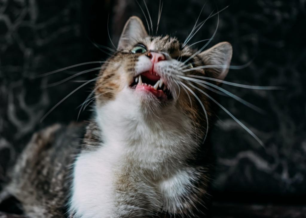 Кошка кашляет, как будто подавилась: причины и опасность 