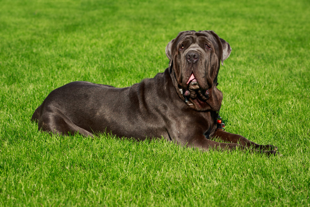Неаполитанский мастиф отдыхает на траве