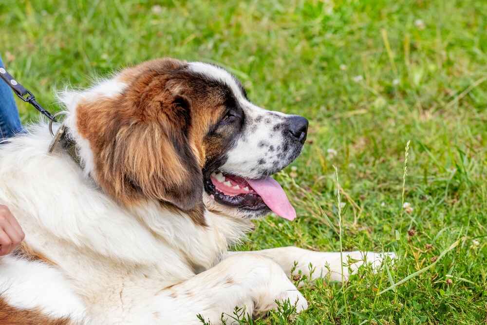 Фото московской сторожевой собаки