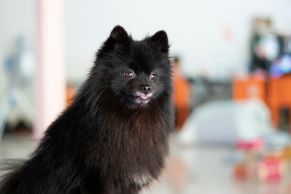 Изображениe — Черный шпиц на фото Черный шпиц на фото