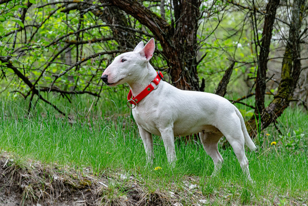 Бультерьер стоит на траве