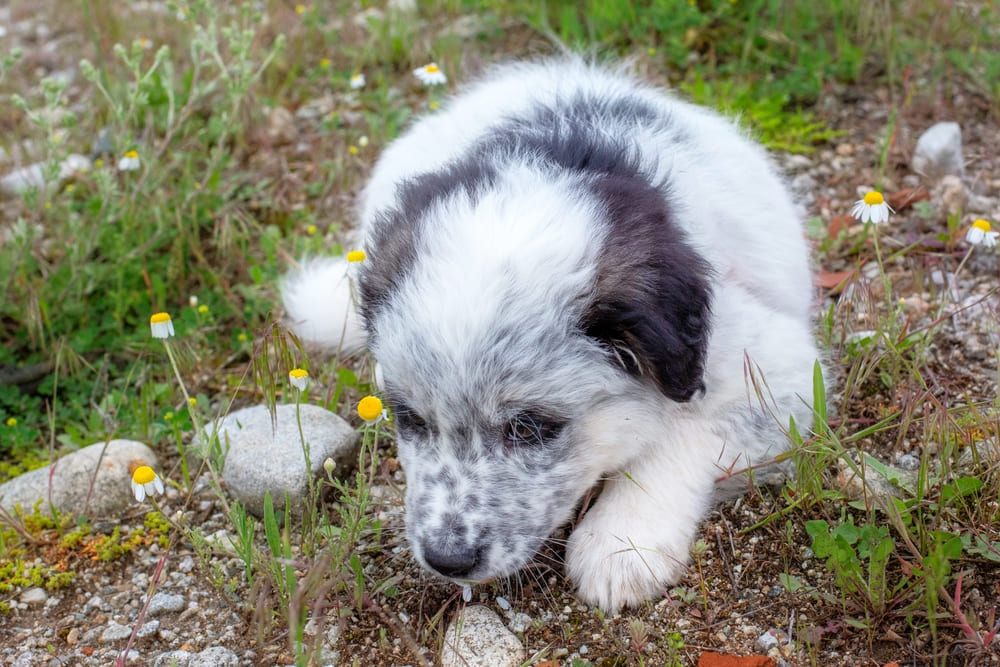 Каракачанская овчарка
