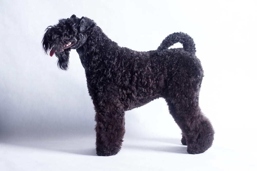 Керри-блю-терьер – ирландская порода собак