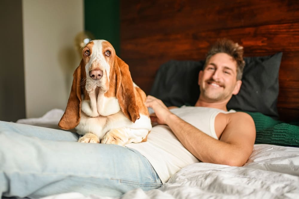 Особенности породы бассет-хаунд описаны в стандарте