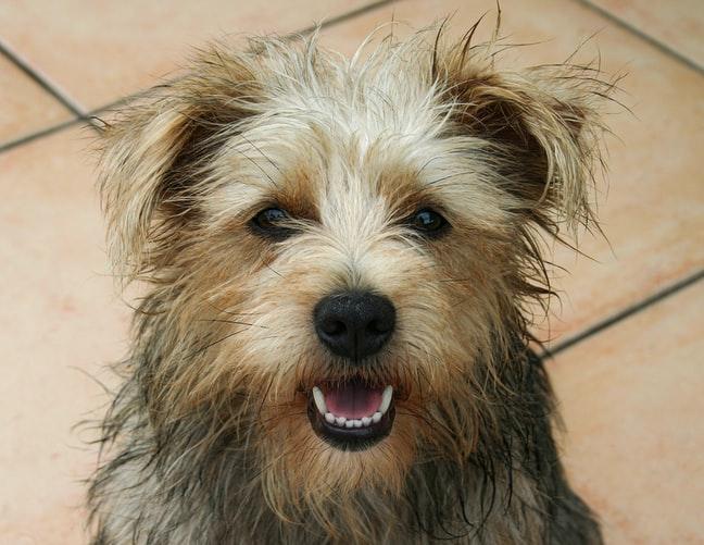 Бронхит у собак: симптомы, лечение и разновидности болезни