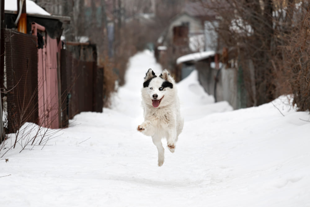 Якутская лайка прыгает