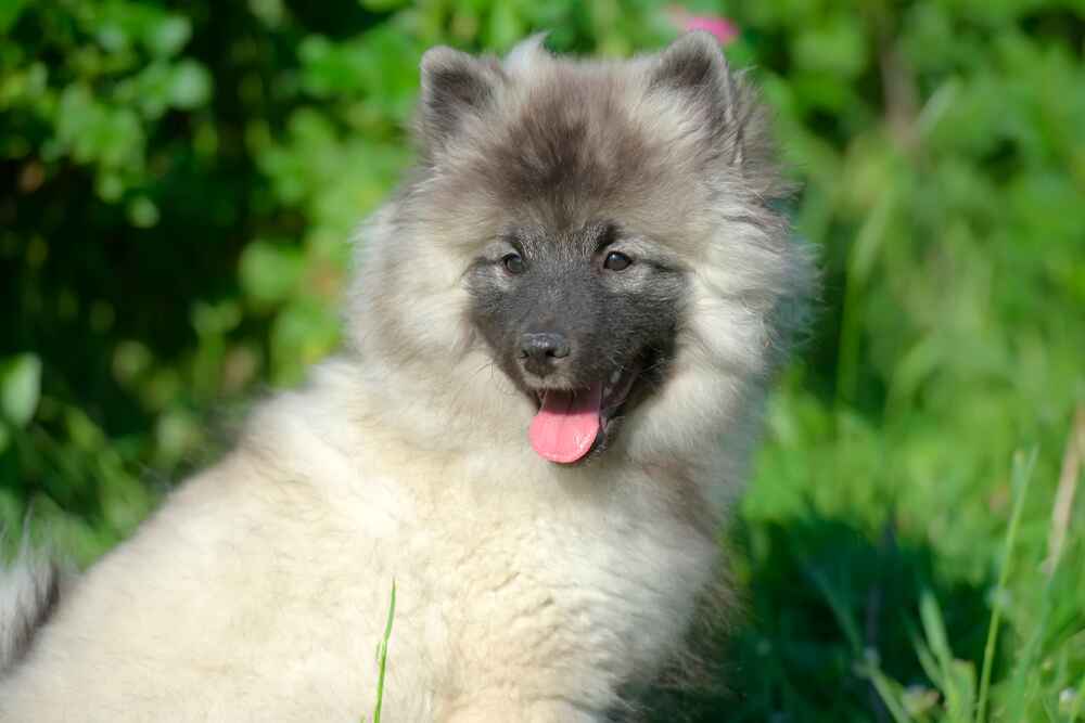 Кеесхонда называют еще вольфшпицем