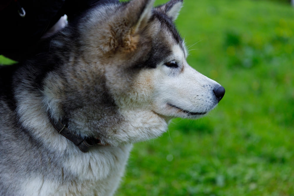 Аляскинский маламут в профиль