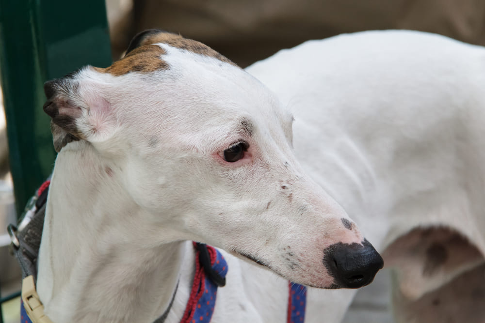 Хортая белого окраса