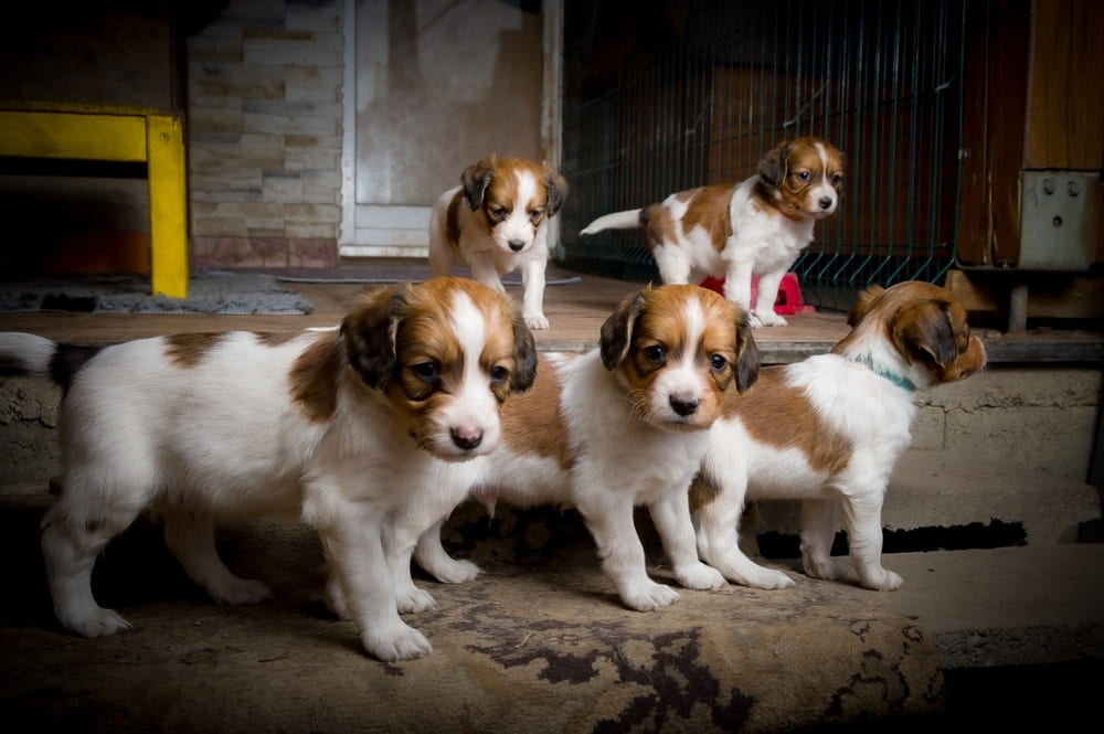 Три милых щенка коикерхондье