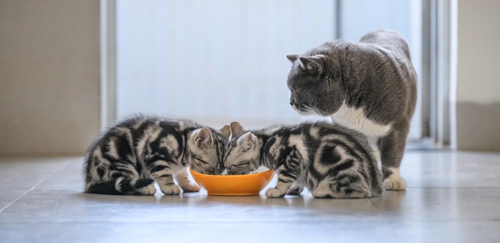 Можно ли кормить котенка кормом для взрослых кошек