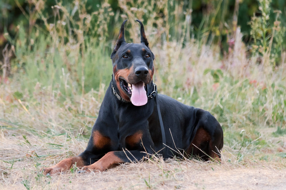 Смешной доберман