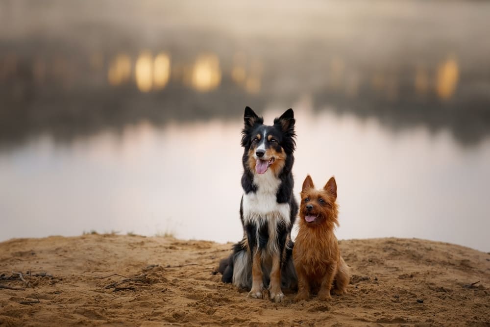 Это порода бордер-колли