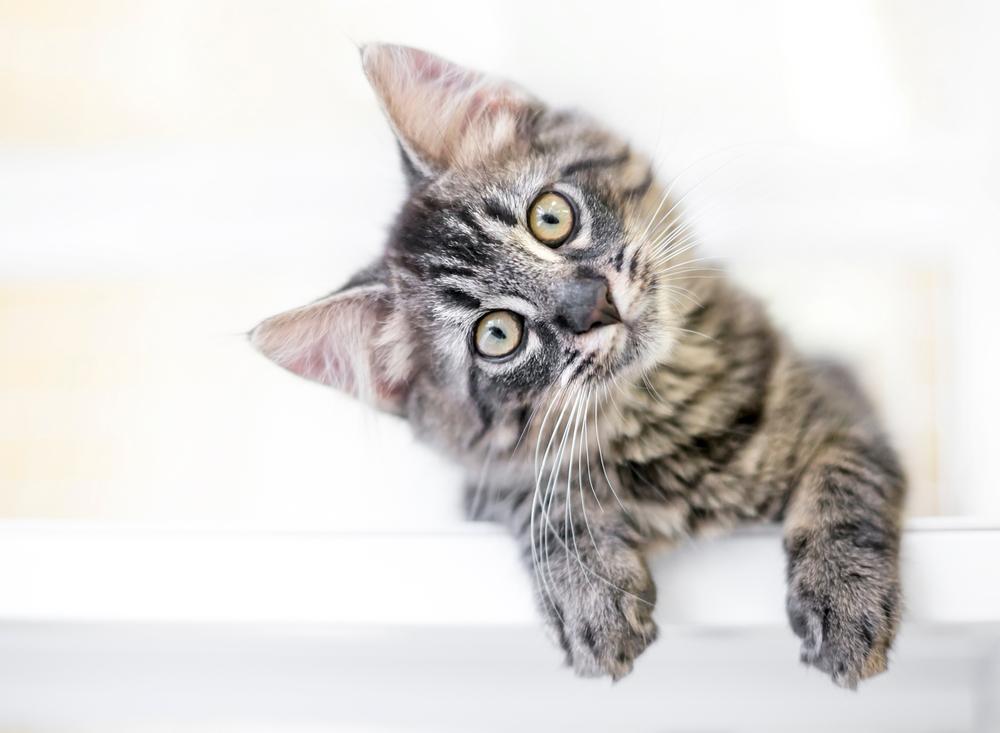 Что такое ушной клещ у кошек?