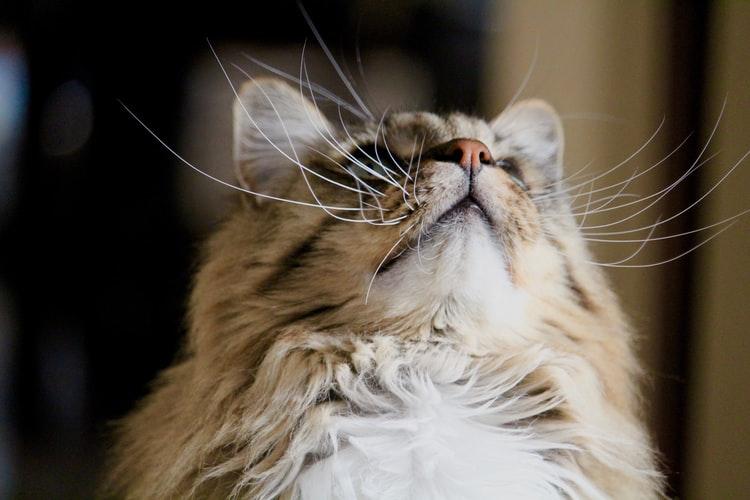 Для чего кошке усы: удивительные факты о вибриссах