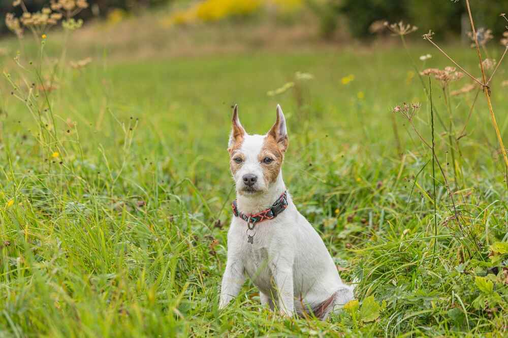 Изображениe — Парсон-рассел-терьер летом Парсон-рассел-терьер летом