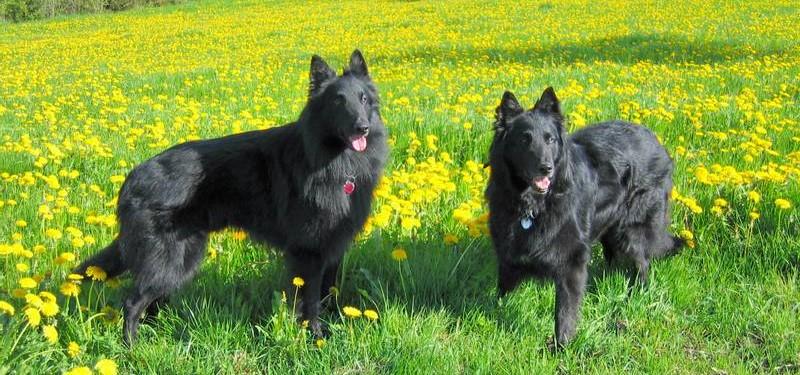 Породы собак черного окраса: фотографии и названия