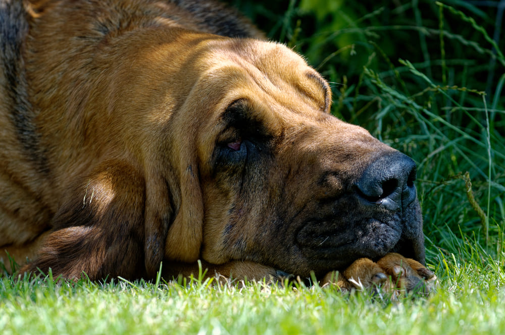 Собака bloodhound