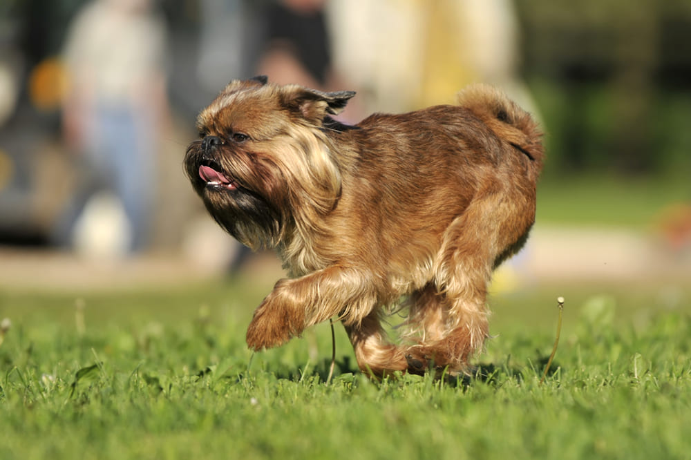 Гриффон бежит