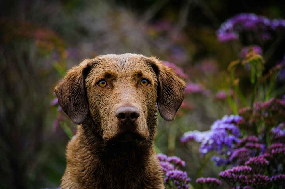 Чесапик-бей-ретривер на фоне цветов