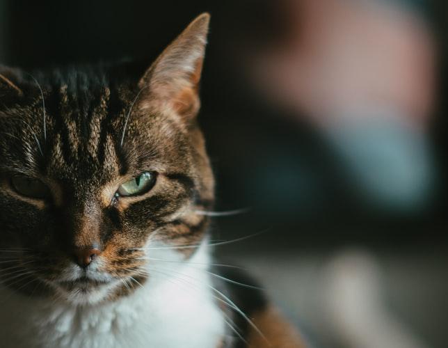 Почему кот стал агрессивным и нападает на хозяина или других животных 