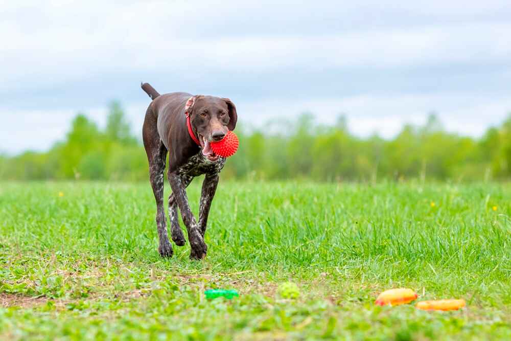 Изображениe — Курцхаар с красным мячом Курцхаар с красным мячом