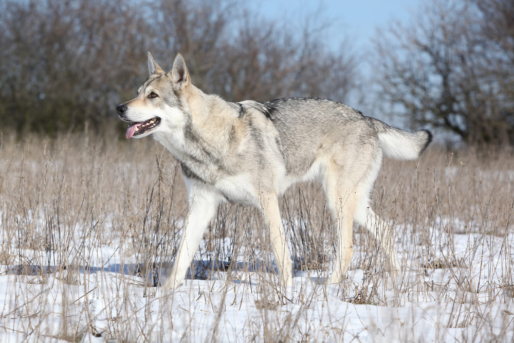 Это помесь немецкой овчарки и волка