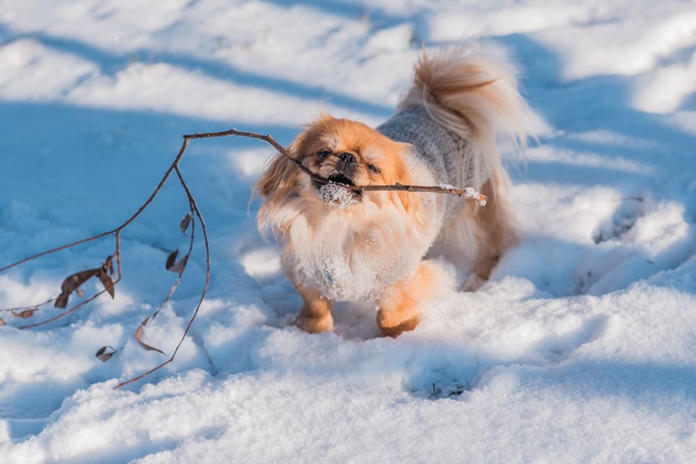 Пекинес зимой