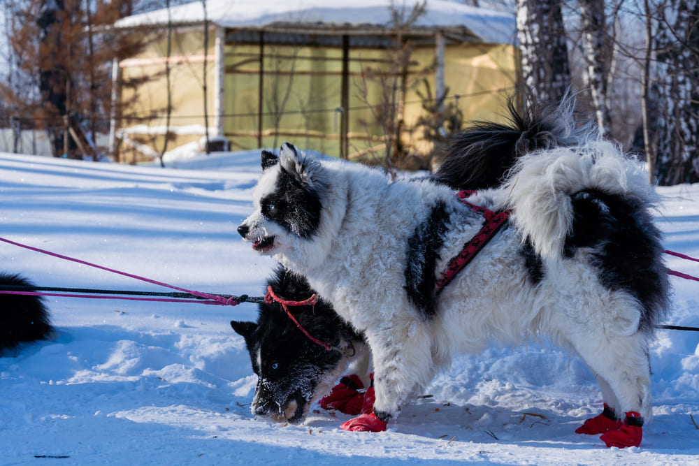 Якутская лайка зимой