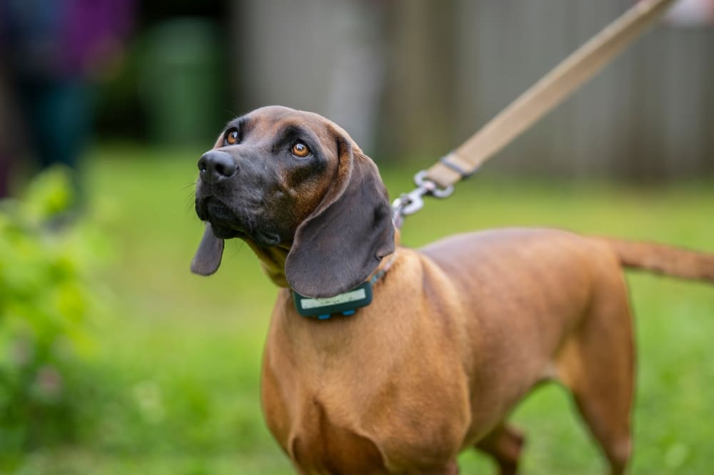 Баварская горная гончая на поводке